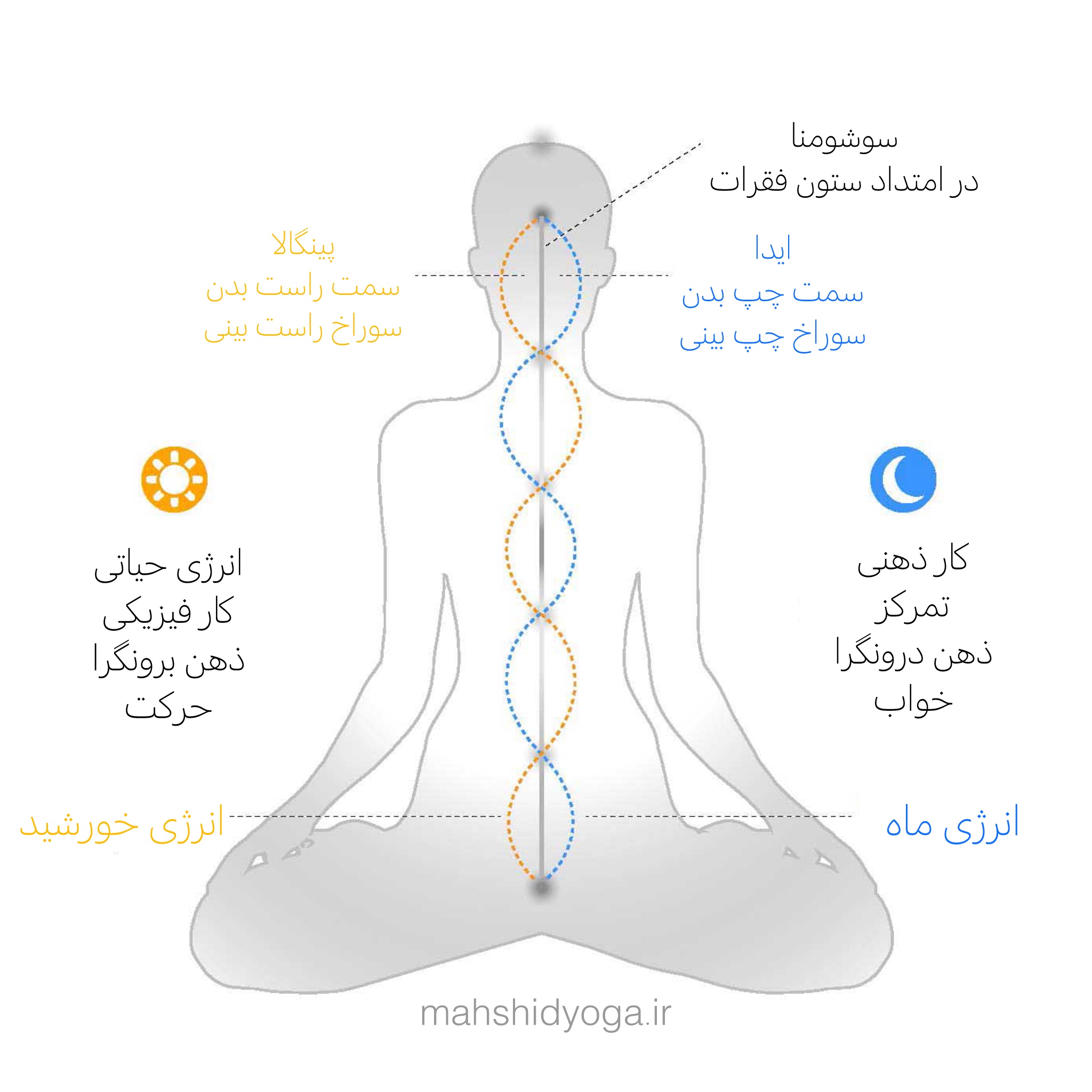 نادی ها